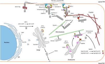 Weibel Palade Bodies: Unique Secretory Organelles of Endothelial Cells that Control Blood Vessel Homeostasis